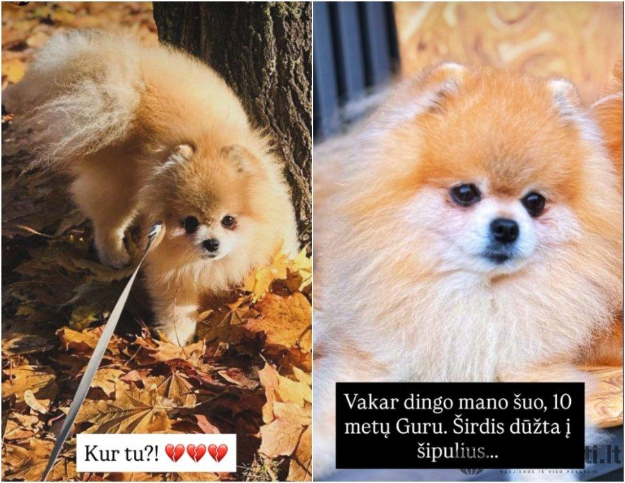 Dingo Ruslano Kirilkino šuo Guru (nuotr. „Facebook“ story)