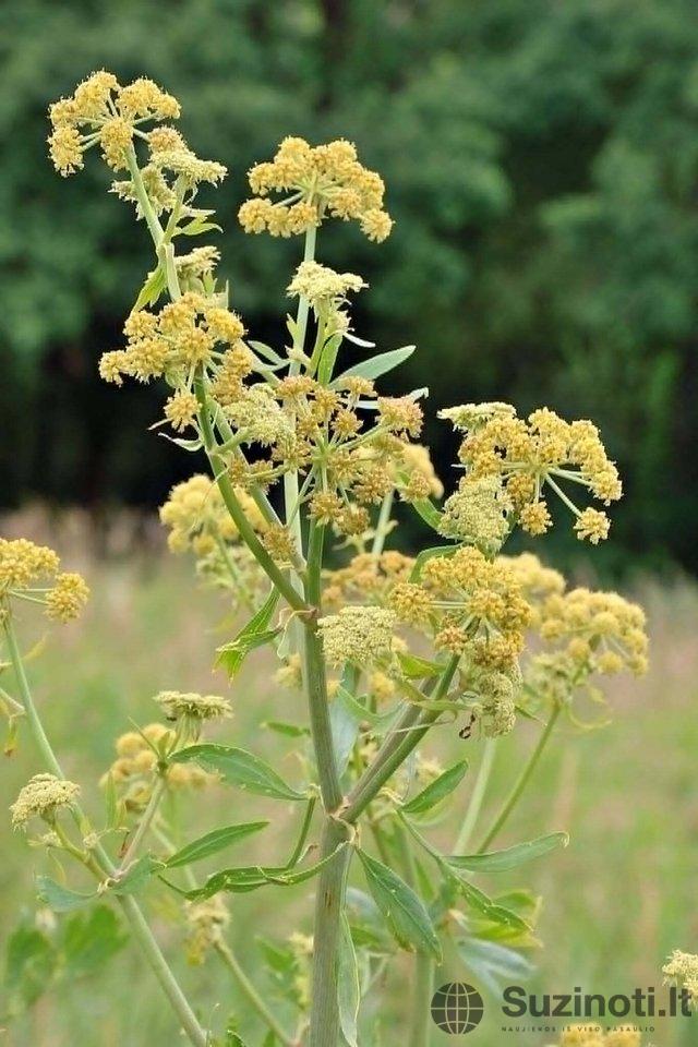 Tikrasis margainis (nuotr. L. Bružo)