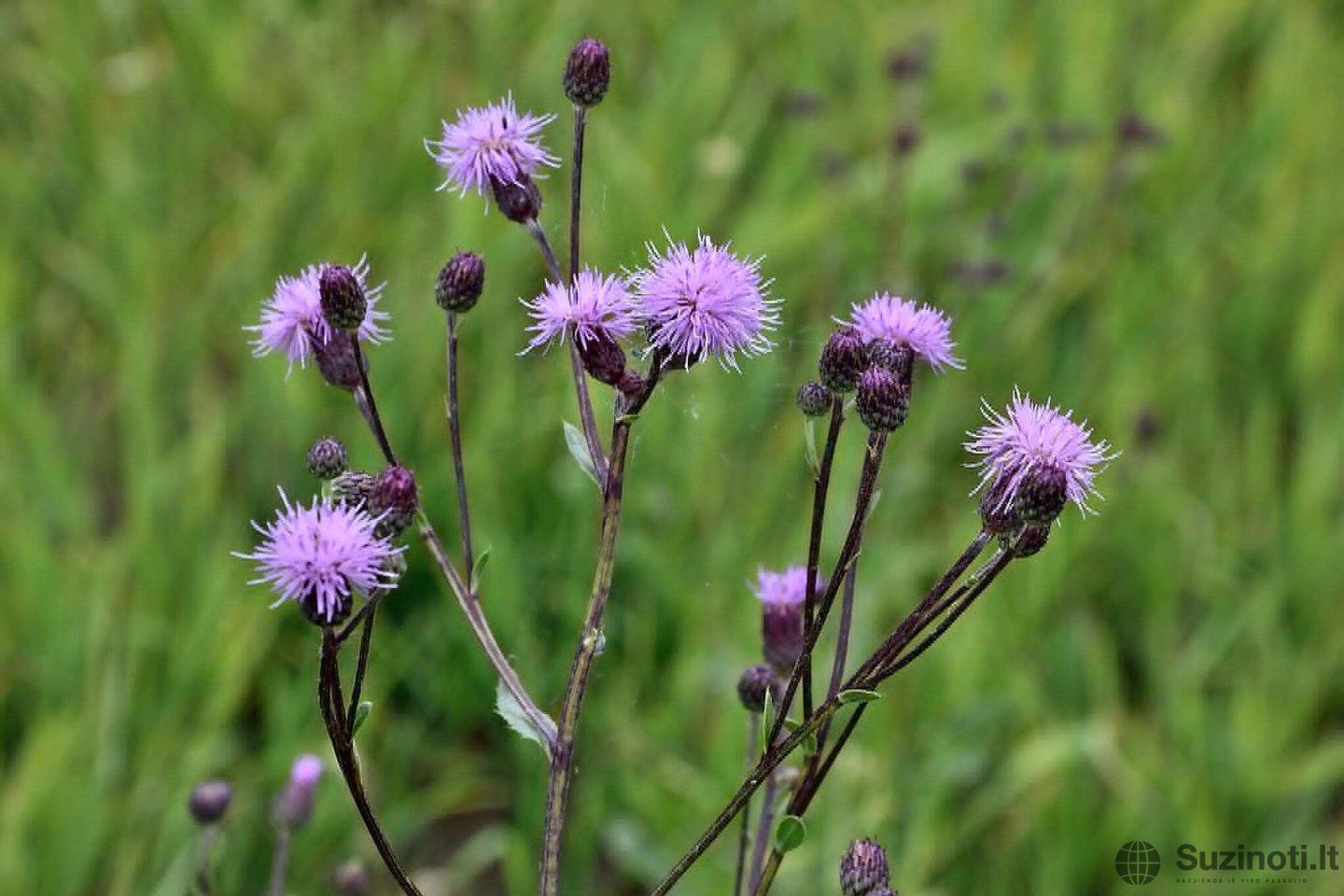 Tikrasis margainis (nuotr. L. Bružo)